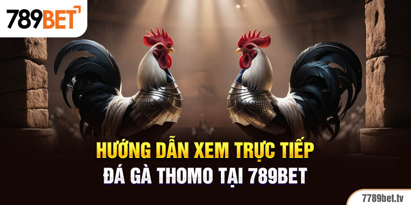 Hướng dẫn xem trực tiếp đá gà Thomo tại 789BET