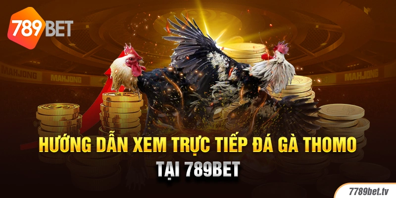 Hướng dẫn xem trực tiếp đá gà Thomo tại 789BET